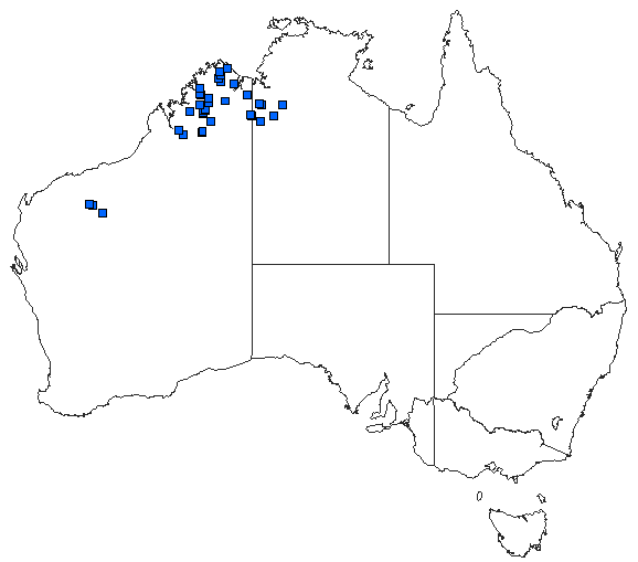 Australian distribution of Nososticta liveringa