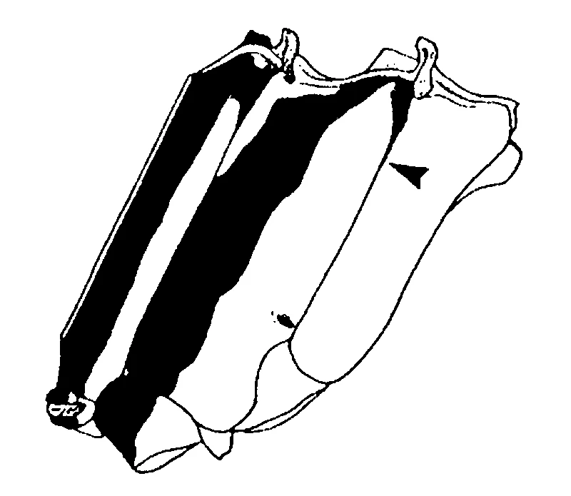 couplet drawing