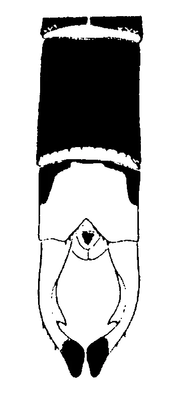 couplet drawing