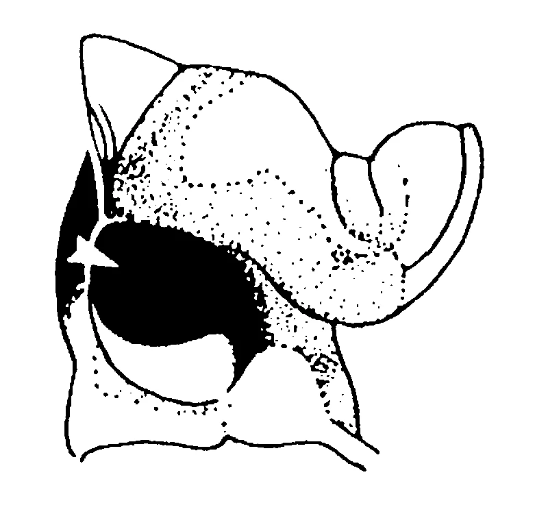 couplet drawing