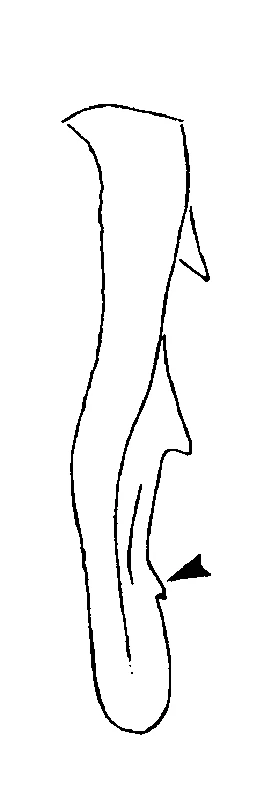 couplet drawing