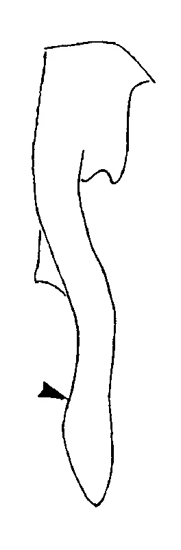 couplet drawing