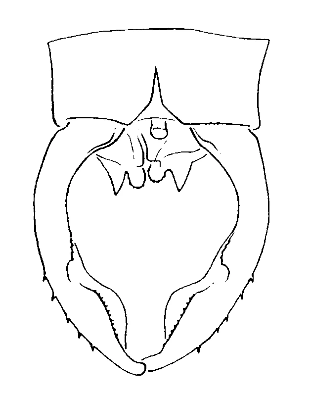 couplet drawing