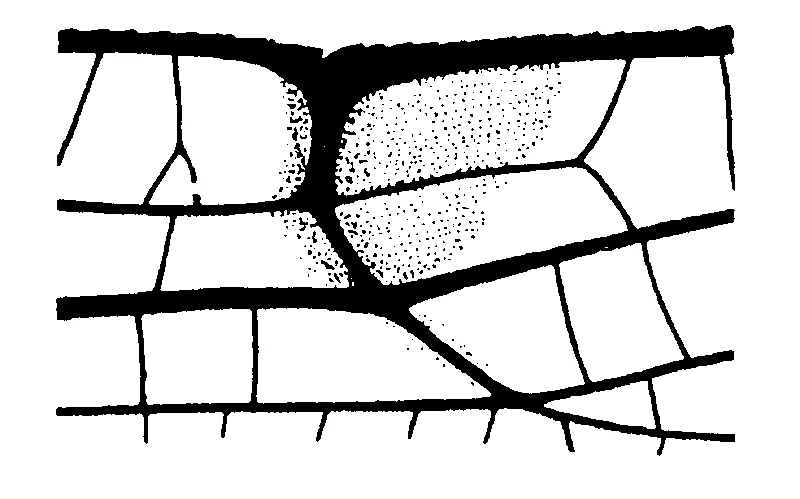 couplet drawing