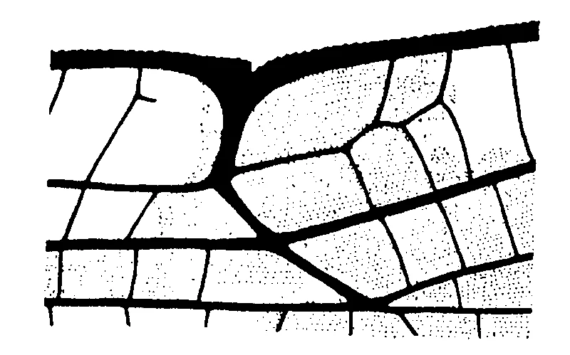 couplet drawing