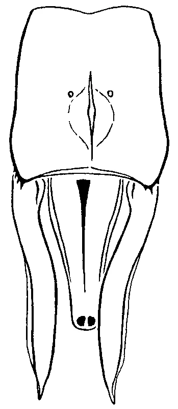 couplet drawing