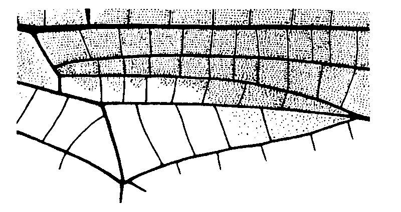 couplet drawing