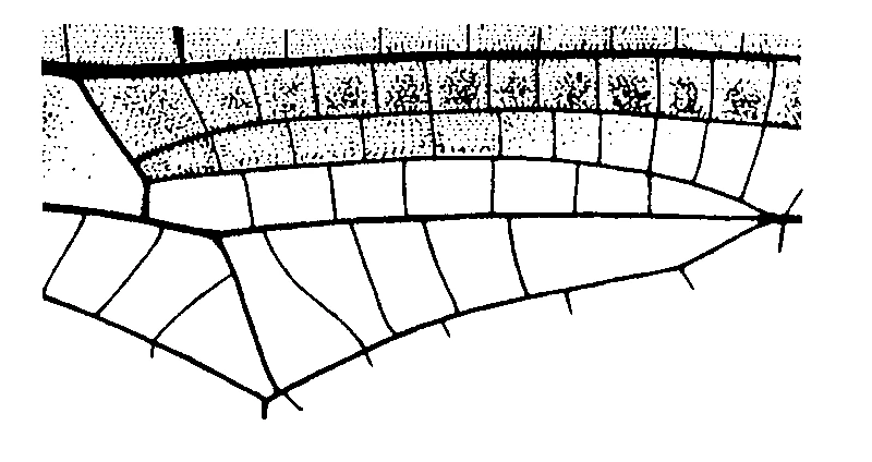 couplet drawing