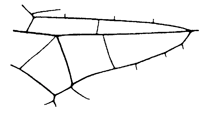 couplet drawing