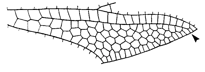 couplet drawing