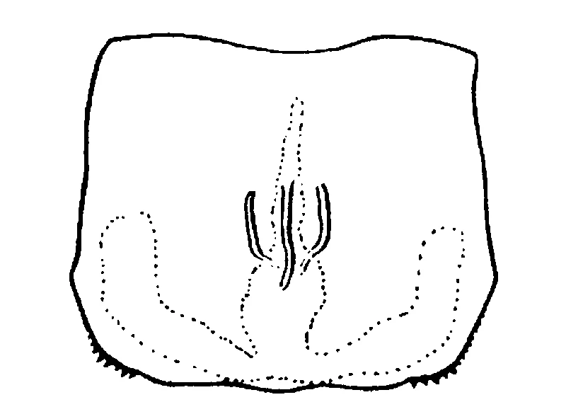 couplet drawing