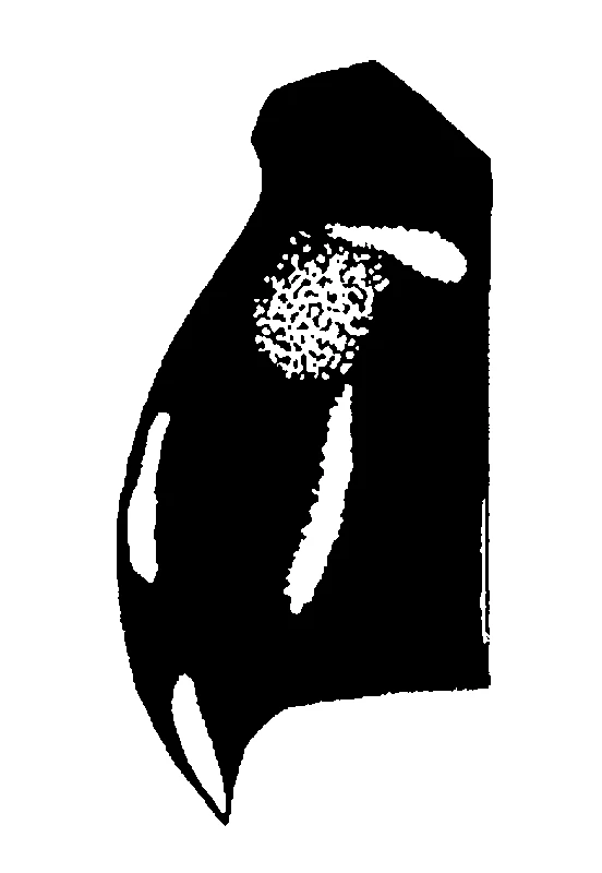 couplet drawing