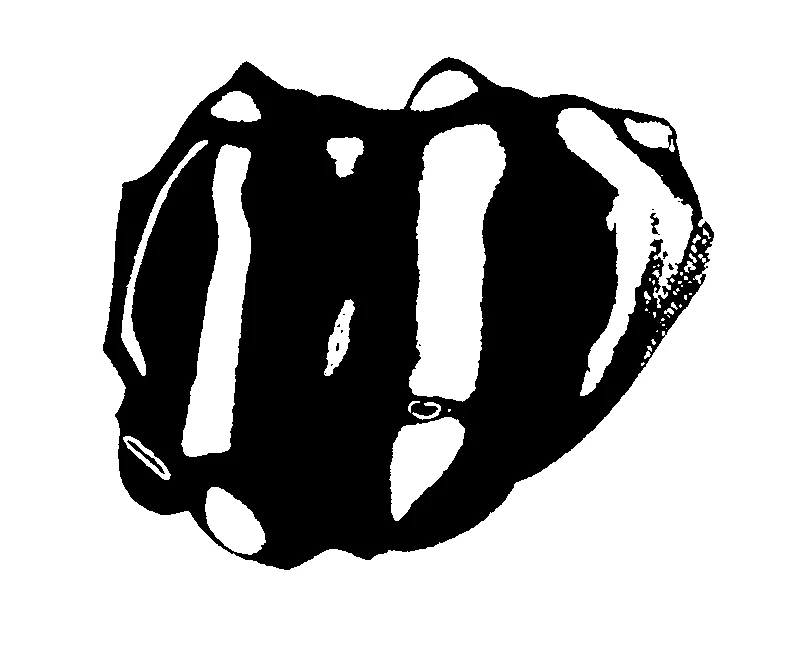 couplet drawing