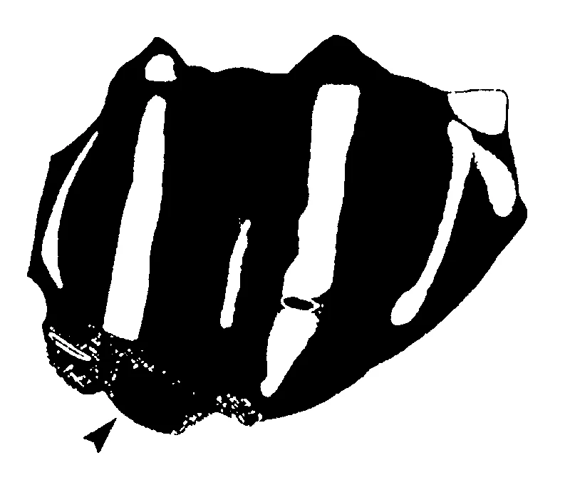 couplet drawing