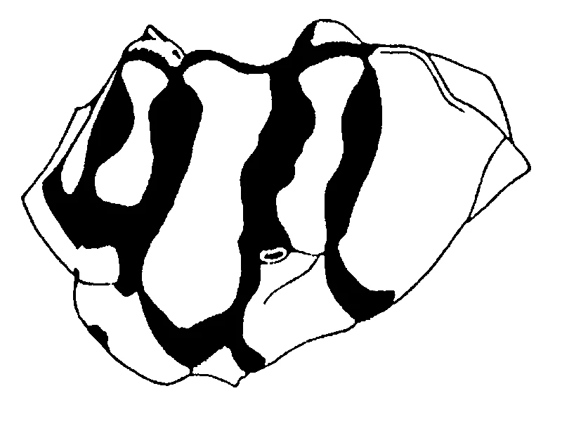 couplet drawing