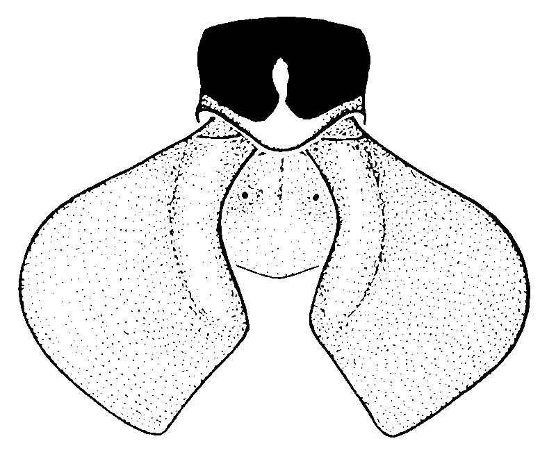 couplet drawing