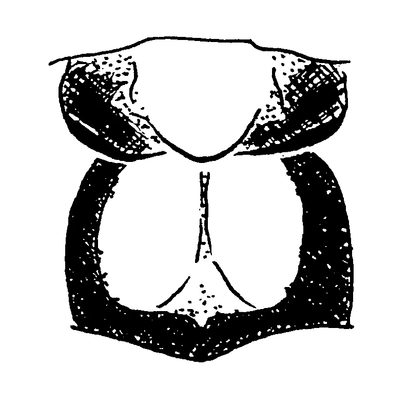 couplet drawing