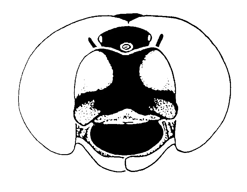 couplet drawing