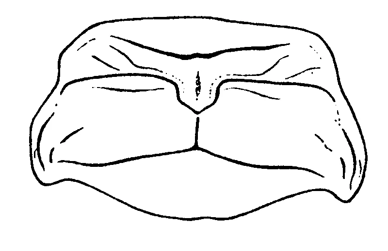 couplet drawing
