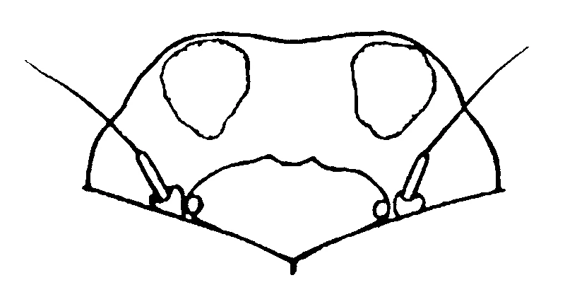 couplet drawing
