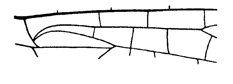 couplet drawing