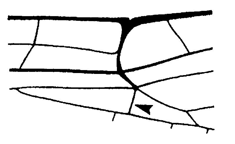 couplet drawing