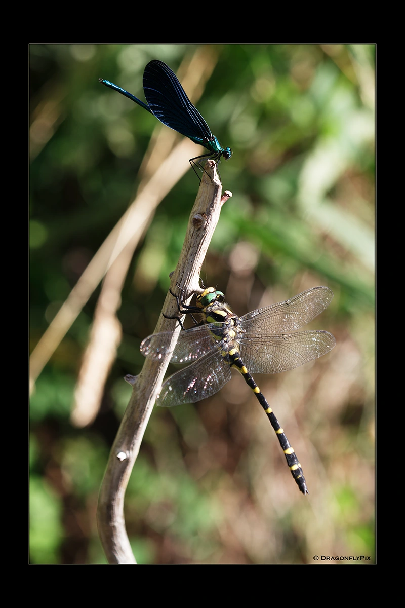 Balkan Goldenring (Cordulegaster heros) and Beautiful Demoiselle (Calopteryx virgo), side by side Balkan Goldenring (Cordulegaster heros) and Beautiful Demoiselle (Calopteryx virgo), side by side