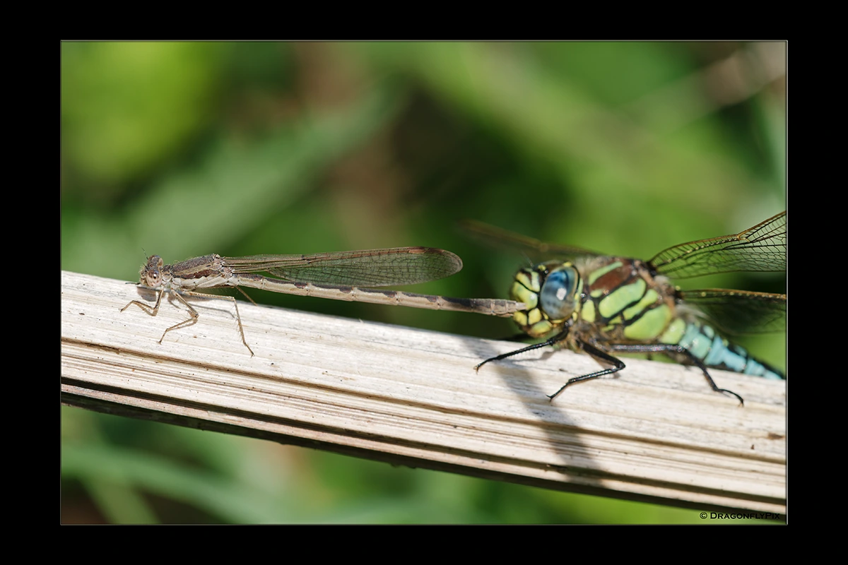 Common Winter Damsel (Sympecma fusca) and Hairy Hawker (Brachytron pratense), side by side