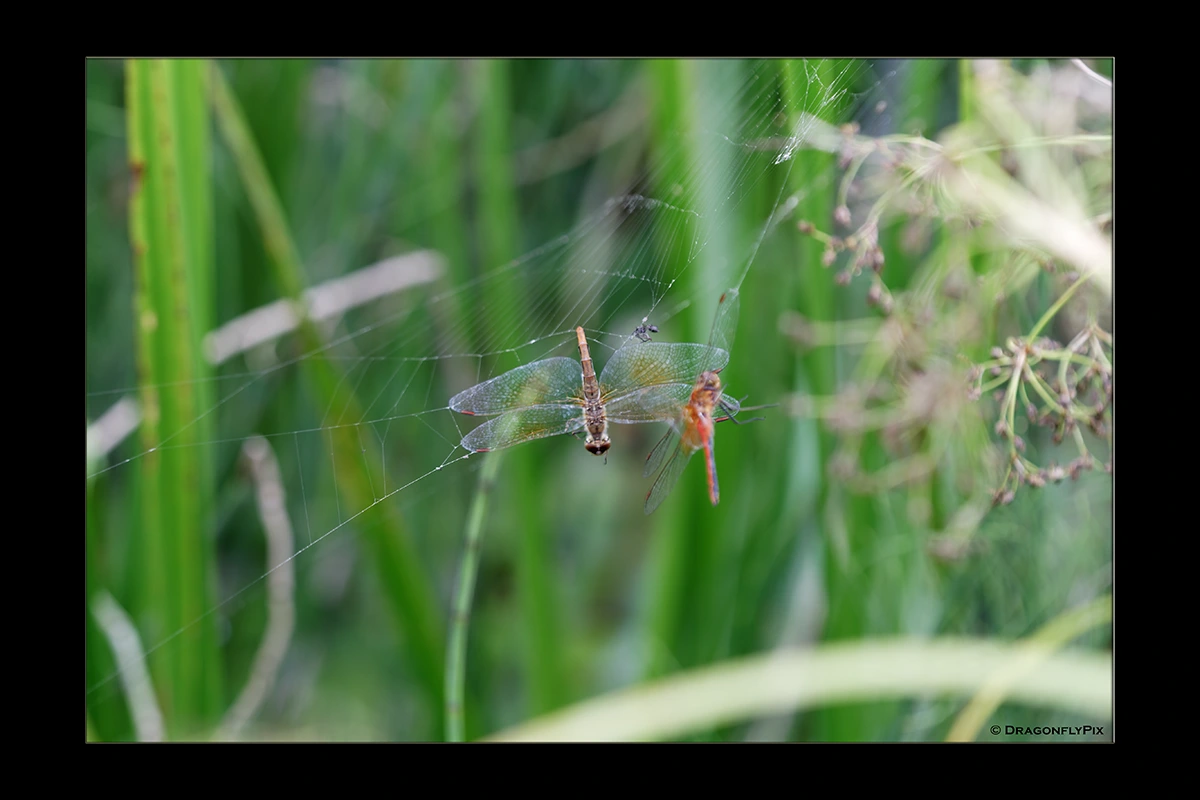 Yellow-Winged Darter (Sympetrum flaveolum), pair, caught in web