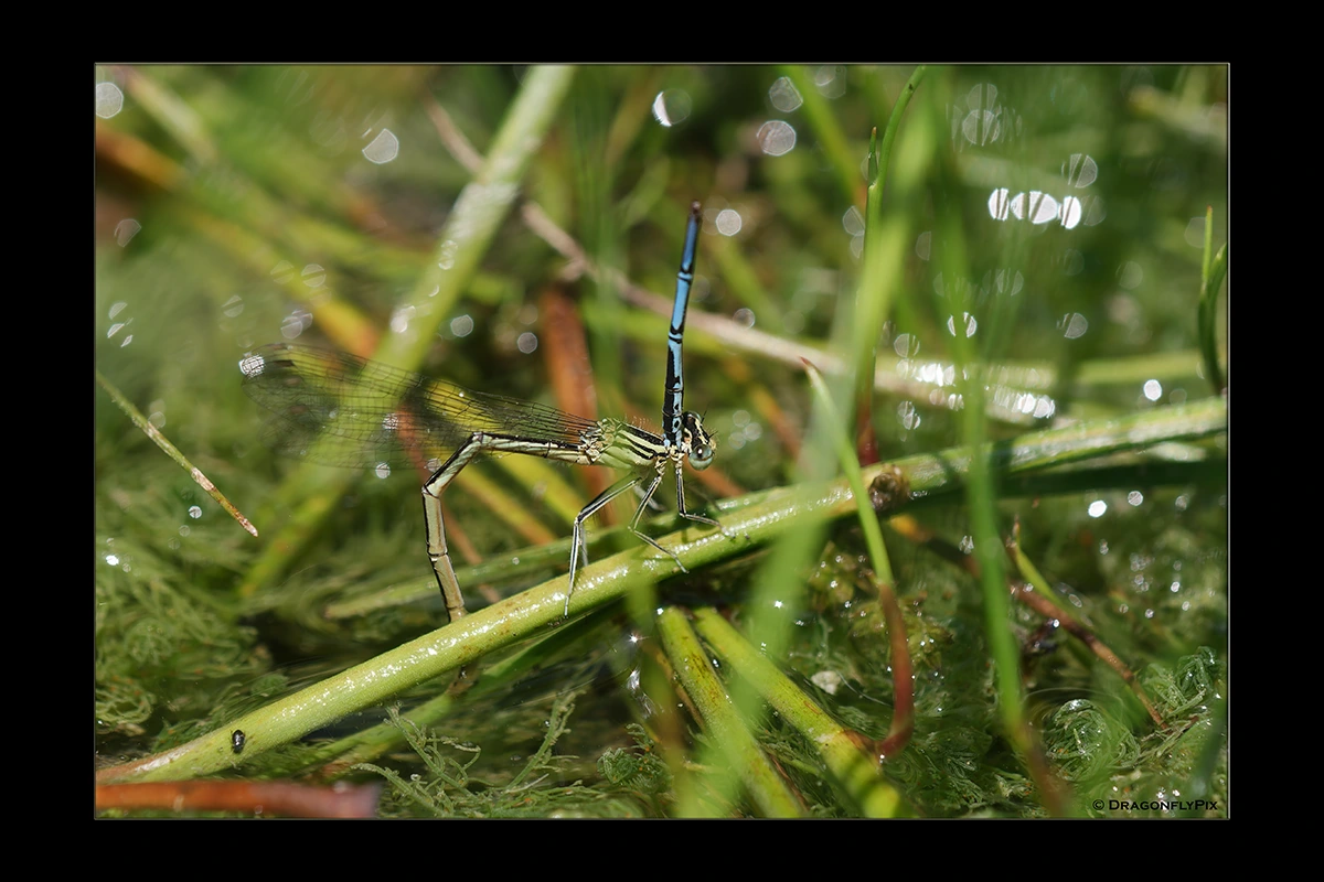 Blue Featherleg (Platycnemis pennipes), female