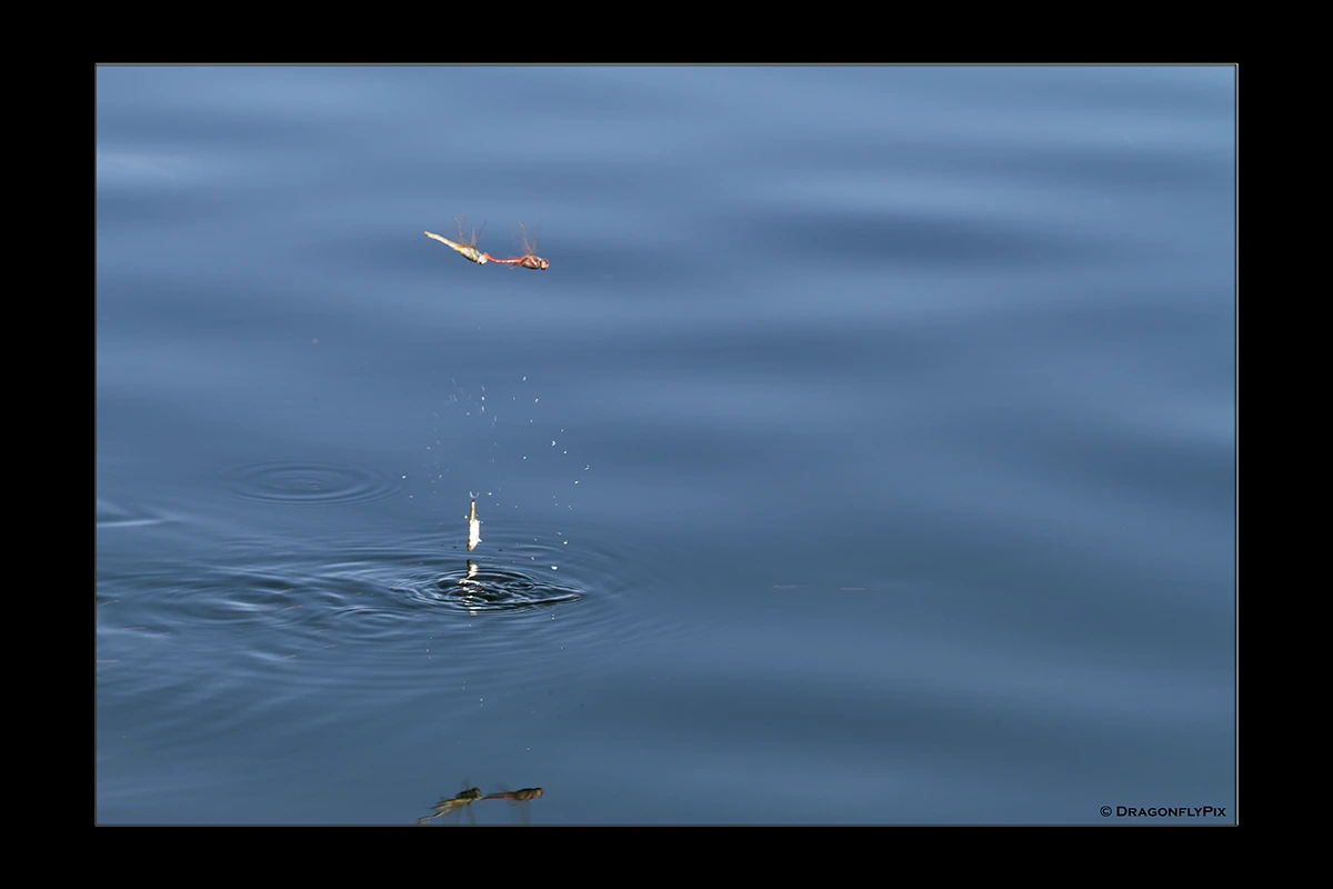Red-Veined Darter (Sympetrum fonscolombii), ovipositing tandem, attacked by fish