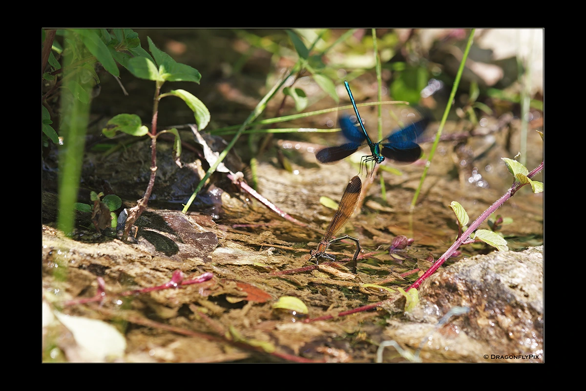 Beautiful Demoiselle (Calopteryx virgo), male, grabbing Copper Demoiselle (Calopteryx haemorrhoidalis), female