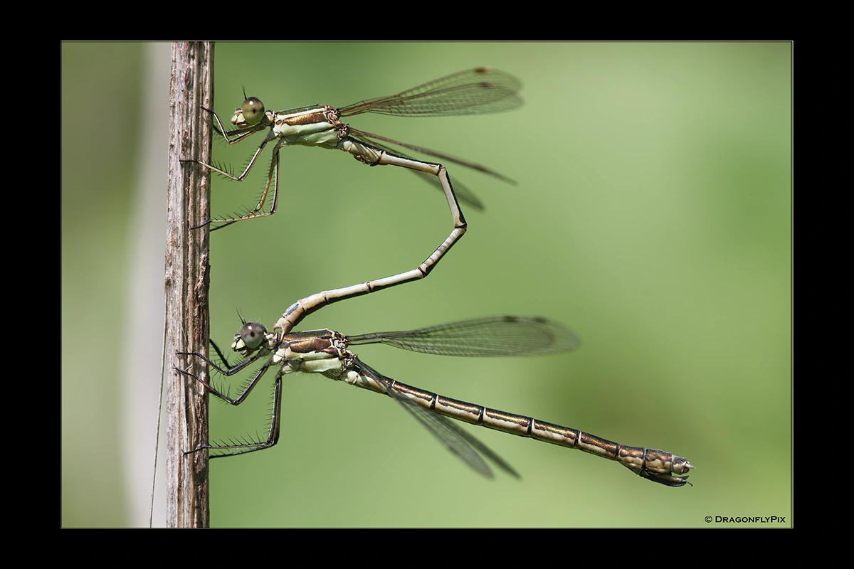 Migrant Spreadwing (Lestes barbarus), male, in tandem with Robust Spreadwing (Lestes dryas), female