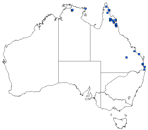 Australian distribution of Agriocnemis rubricauda