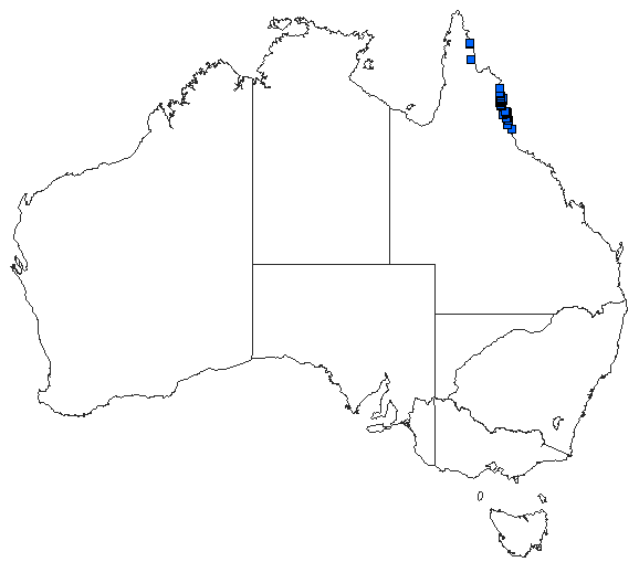 Australian distribution of Agrionoptera longitudinalis biserialis
