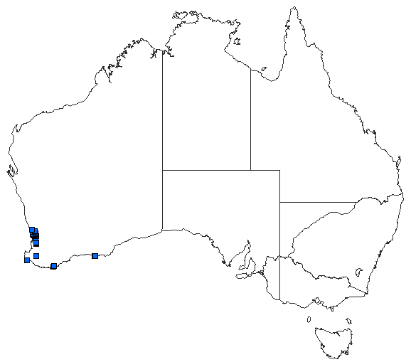 Australian distribution of Archaeosynthemis occidentalis