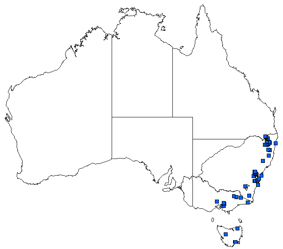 Australian distribution of Archaeosynthemis orientalis