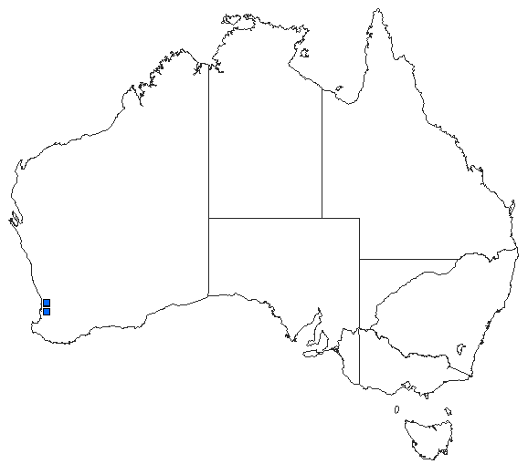 Australian distribution of Archaeosynthemis spiniger