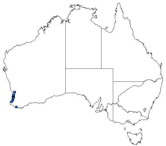 Australian distribution of Archiargiolestes parvulus