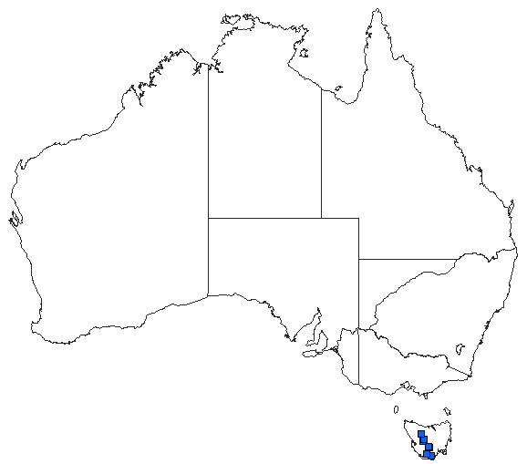Australian distribution of Archipetalia auriculata