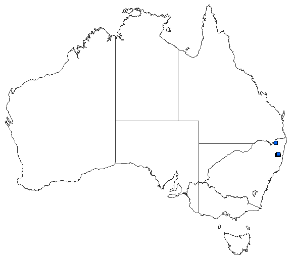 Australian distribution of Austroargiolestes alpinus