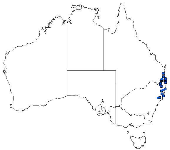 Australian distribution of Austroargiolestes amabilis