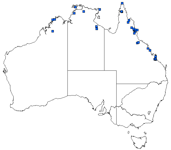 Australian distribution of Austroepigomphus turneri