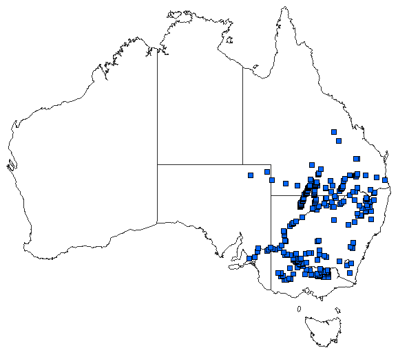 Australian distribution of Austrogomphus australis