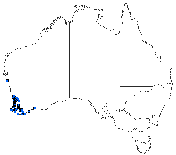 Australian distribution of Austrogomphus collaris