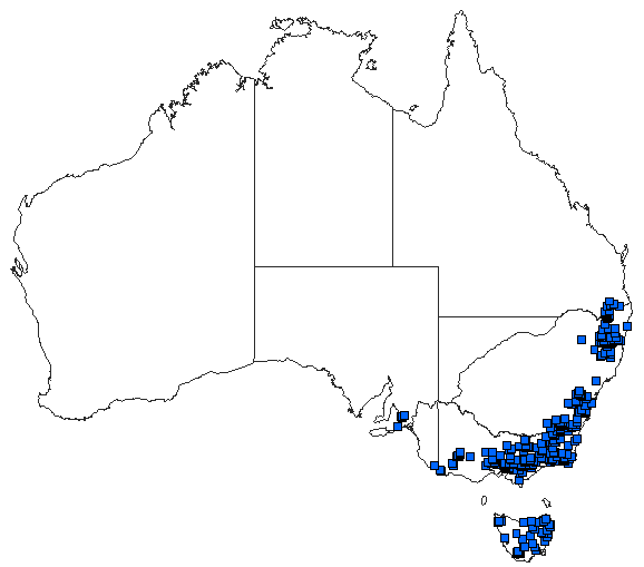 Australian distribution of Austrogomphus guerini