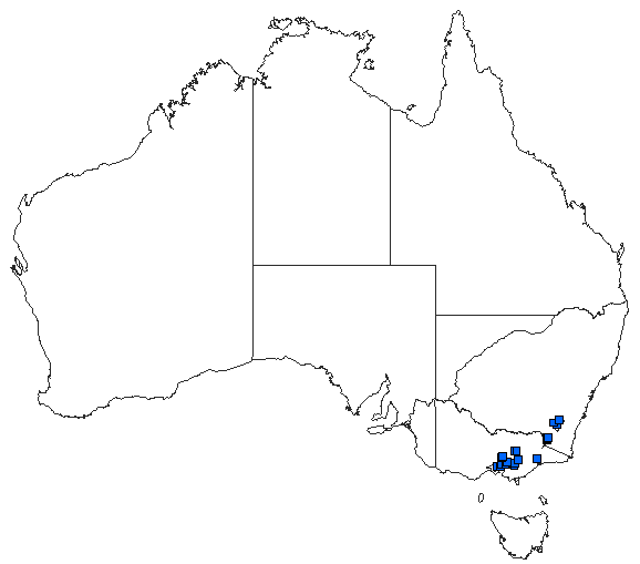 Australian distribution of Austropetalia tonyana