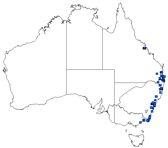 Australian distribution of Austrophlebia costalis