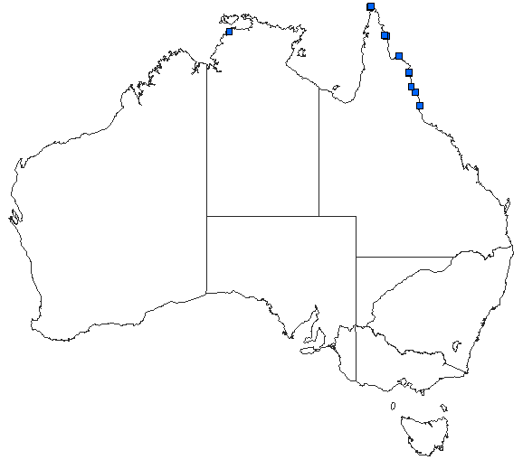 Australian distribution of Camacinia othello