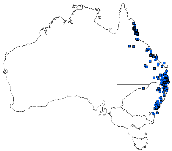 Australian distribution of Choristhemis flavoterminata